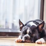 Boston Terrier slaapt in de zon