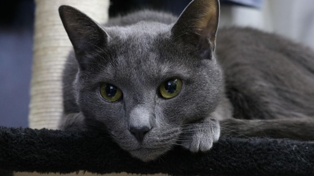 Chat Bleu Russe