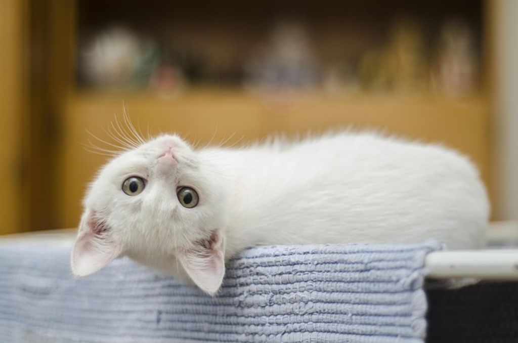 Chaton anatoli