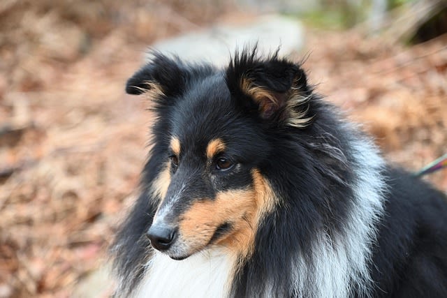 Races de chiens tricolores