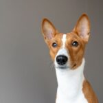 Basenji waakzame blik