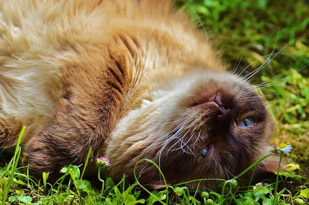 british longhair