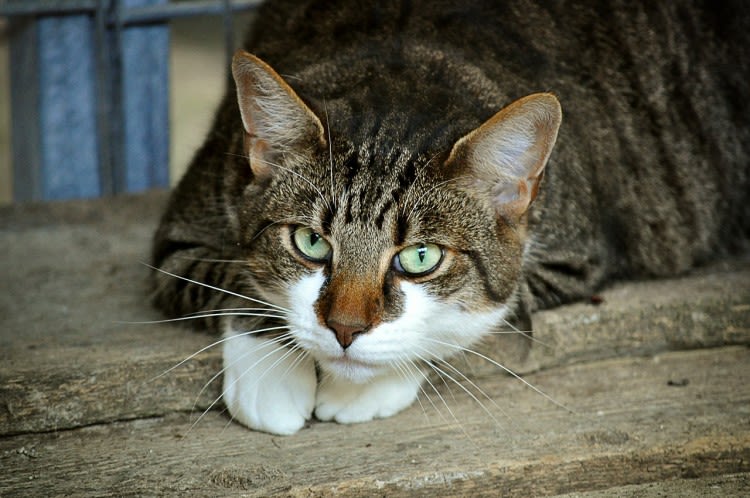 Wat te doen als je kat diarree heeft