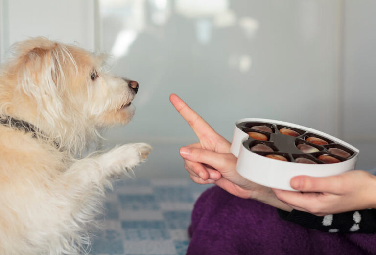 Hoe gevaarlijk is chocolade voor je hond?