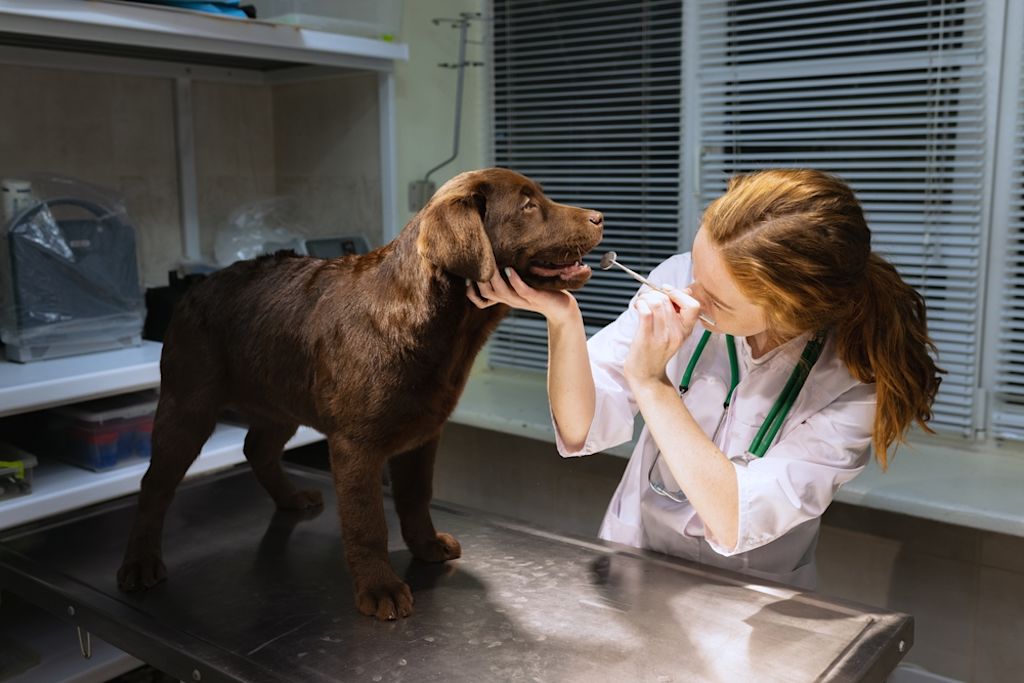 Dierenarts controleert een puppy