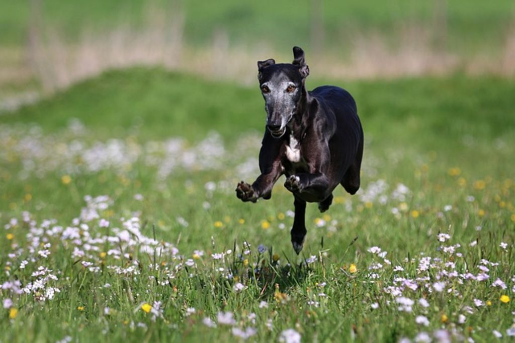 galgo espagnol noir