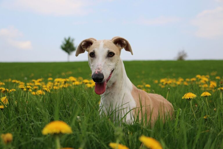 Races de chiens espagnols