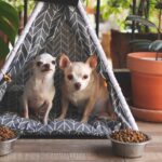Twee chihuahua’s lopen aan de lijn