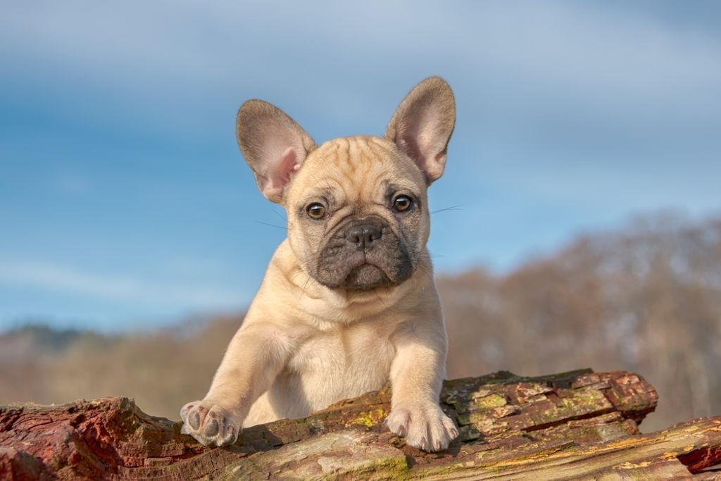 Franse bulldog puppy