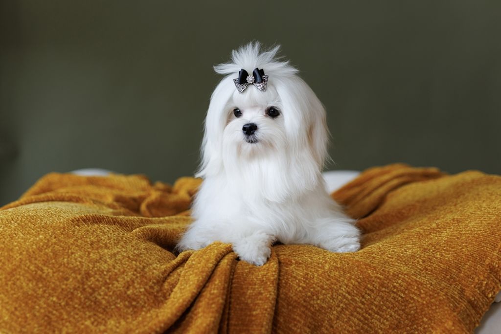 Schattig Maltezer hondje