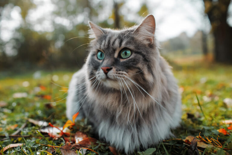 Grijze kat