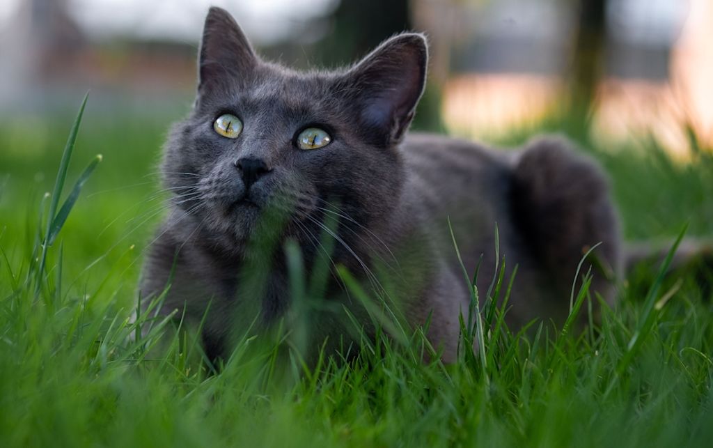 Grijze Chartreux