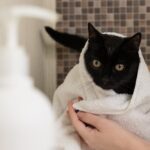 Grote zwartwitte kat
