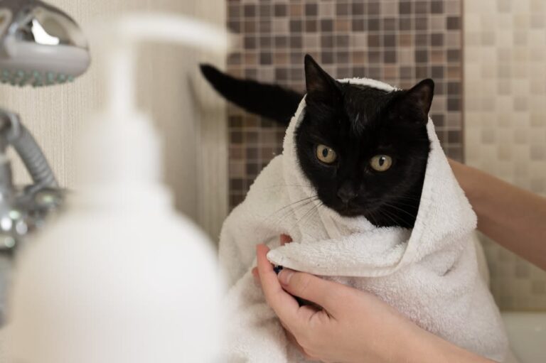 Grootste kattenrassen