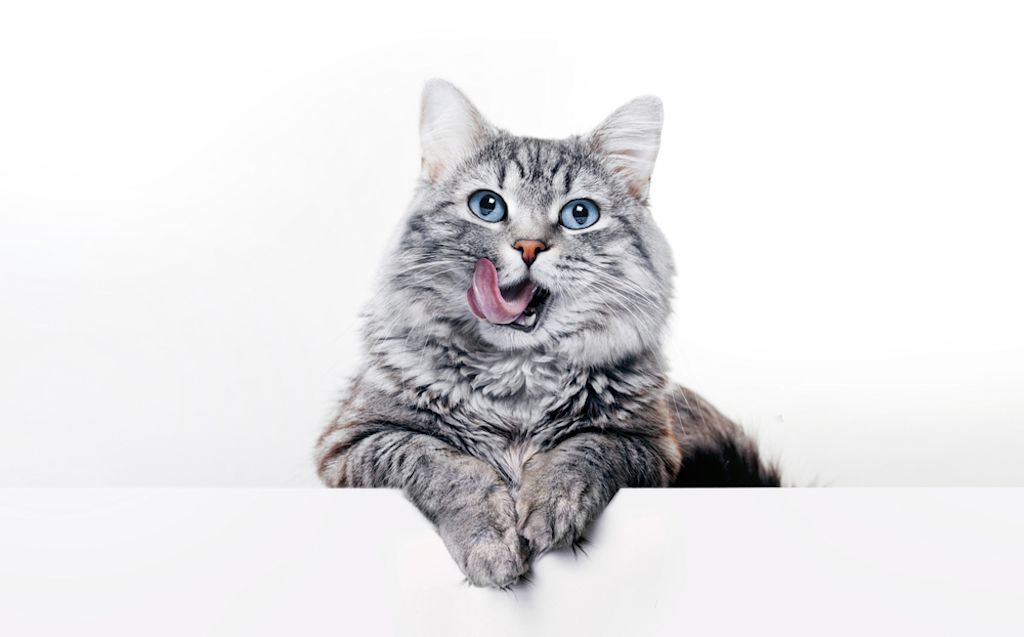 Grote grijze kat