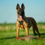 Belgische herder