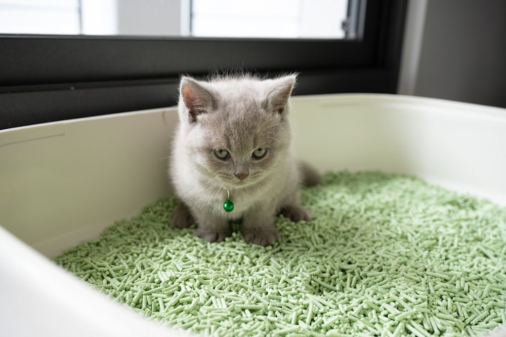 Kitten ligt op een bank