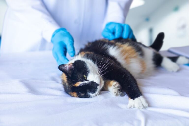 Mijn kat is ziek, wat kan ik doen?