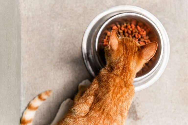 Wat is het beste kattenvoer?