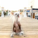 Lelijke hond