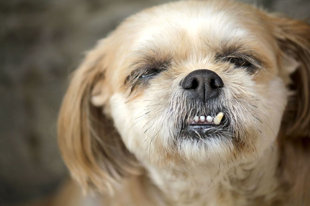 Hond met overbeet