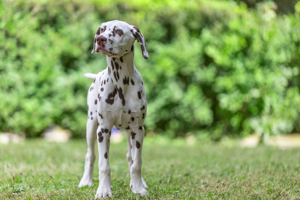 Dalmati&euml;r staat alert in groene tuin