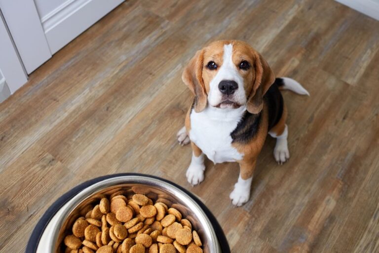 Help! Mijn hond wil niet eten, wat moet ik doen?