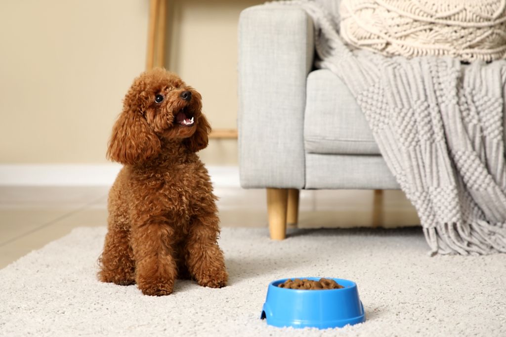 Vrouw geeft hond eten