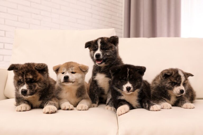 Herpès virose chez le chien : questions réponses