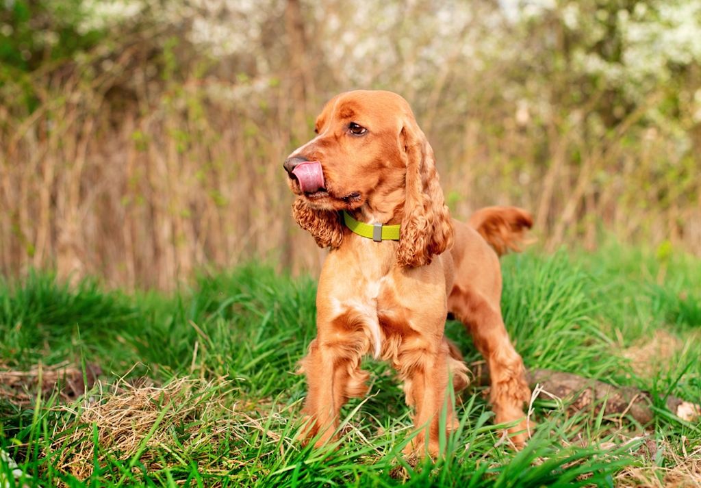 Engelse Cocker Spaniel likt zijn neus buiten