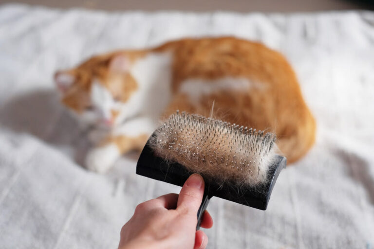 Mijn kat is in de rui, wat kan ik doen?