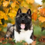 Akita