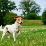 Jack Russell terriër