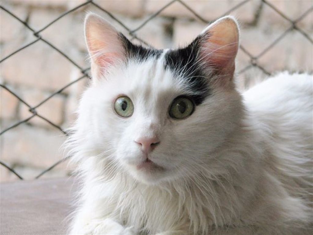 Race de Chat : Turc de Van