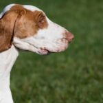 Bracco Italiano