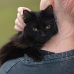 Zwarte kat op de schouder van zijn baasje