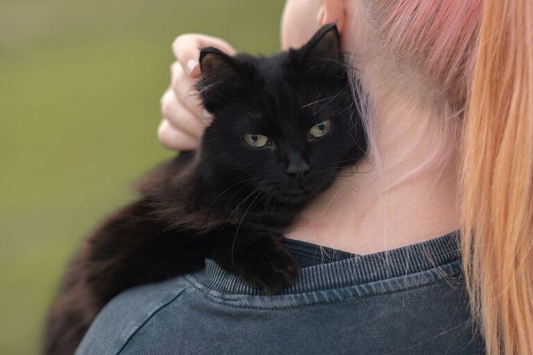 Zwarte kat