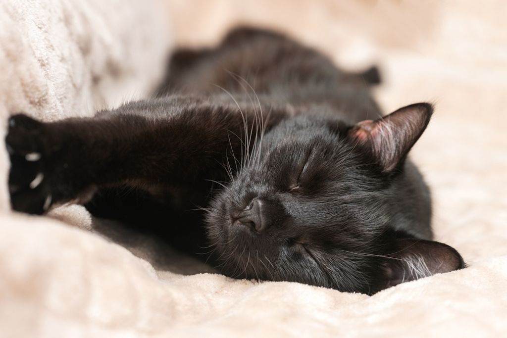Zwarte kat slaapt heerlijk