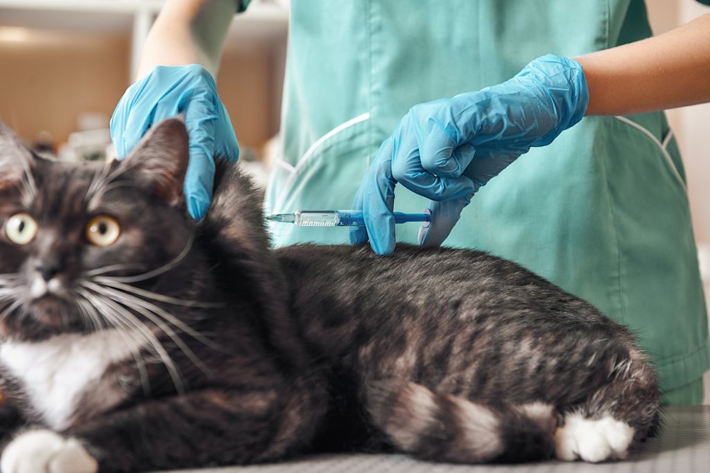 injection anesthesie chat