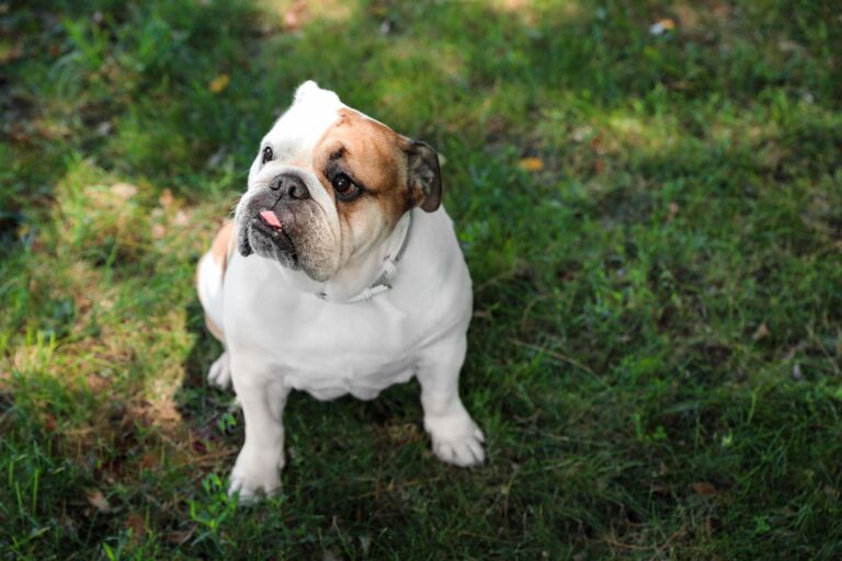 Engelse buldog