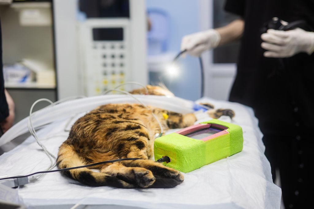 anesthesie chat