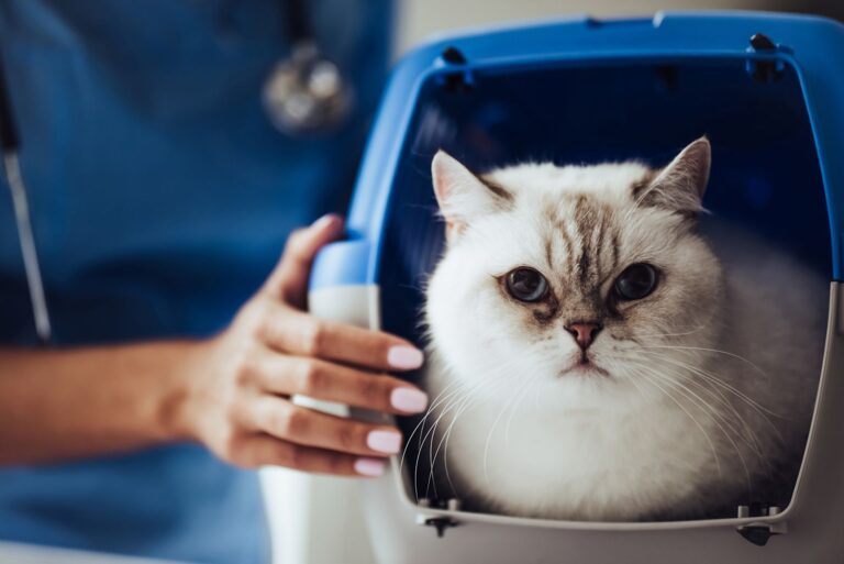 Anesthésie chez le chat : questions réponses