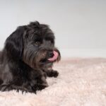 Bichon Havanais kijkt door houten hek