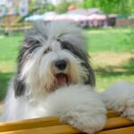 Vrolijke Bobtail rust op houten bank