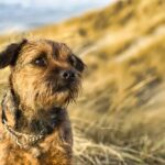 Border Terrier kijkt over gouden veld