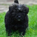 Bouvier des Flandres hijgt op landpad