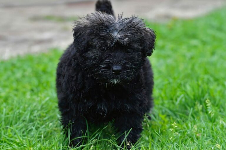 Bouvier des Flandres (Vlaamse koehond)