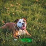 Continentale Bulldog rust met groene frisbee