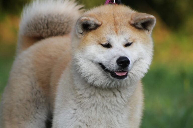 Races de chiens japonais