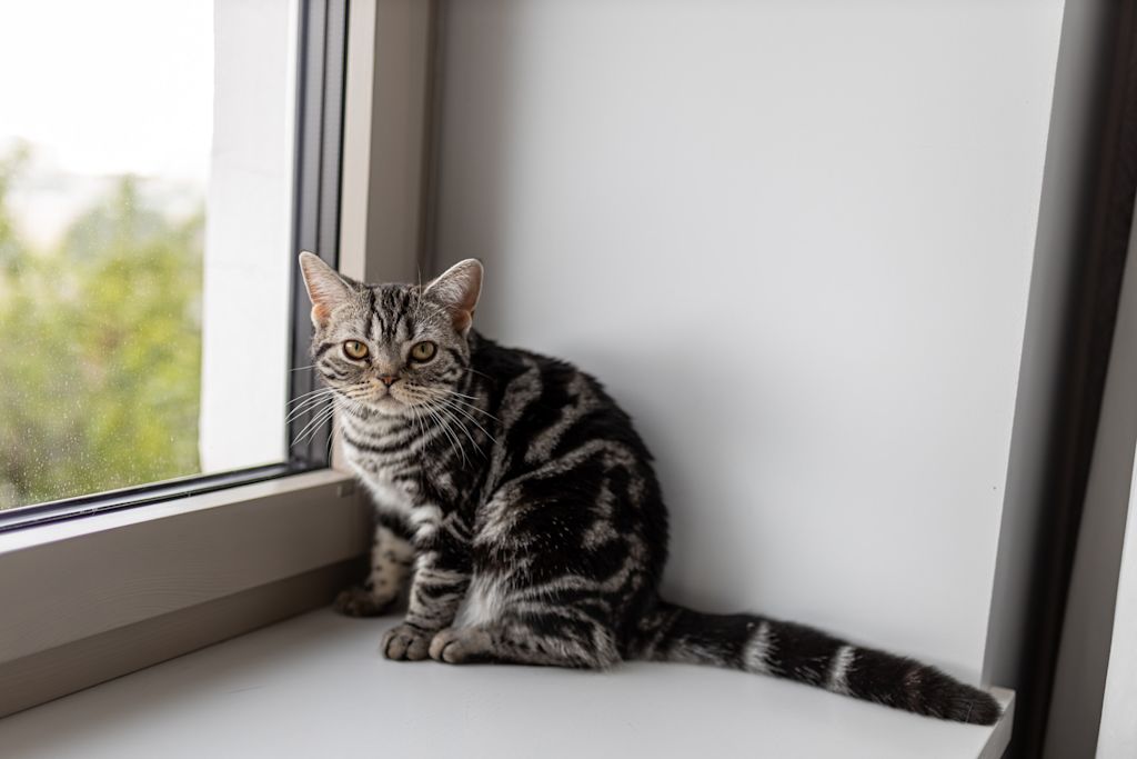chat americain shorthair